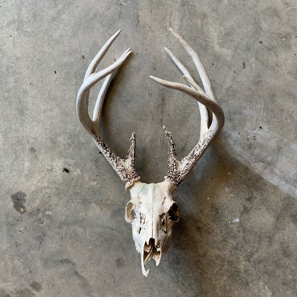 DIY PAINTED SKULL